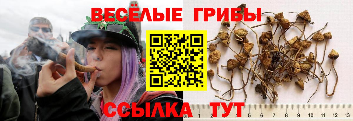 Псилоцибиновые грибы Psilocybine cubensis Уссурийск